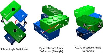 Surprisingly Fast Interface and Elbow Angle Dynamics of Antigen-Binding Fragments